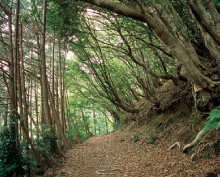 �n�_���R�[�X