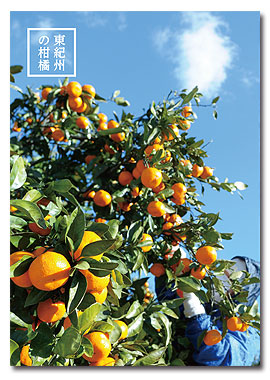 東紀州の柑橘